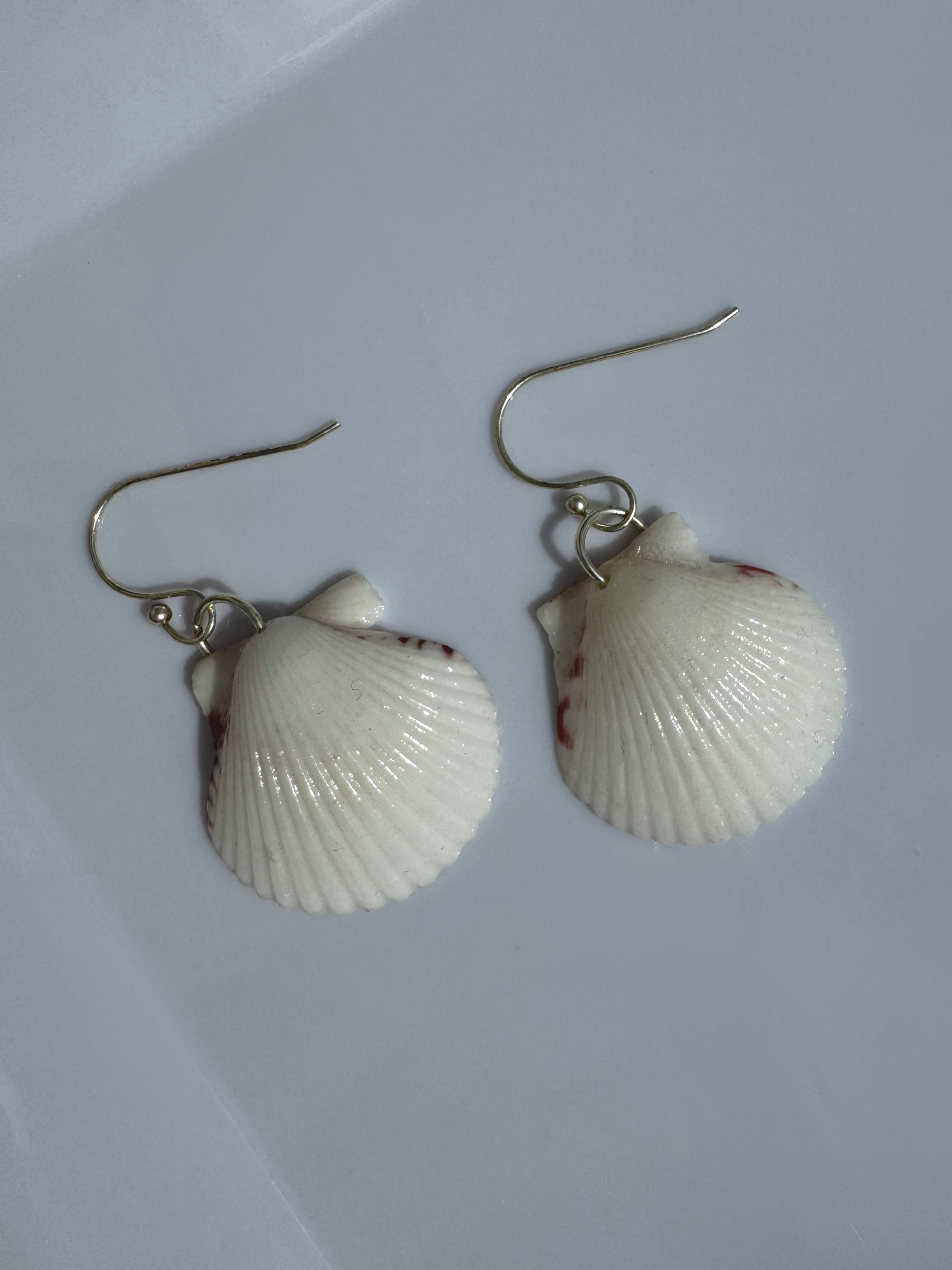 Gulf Scallop Shell Earrings