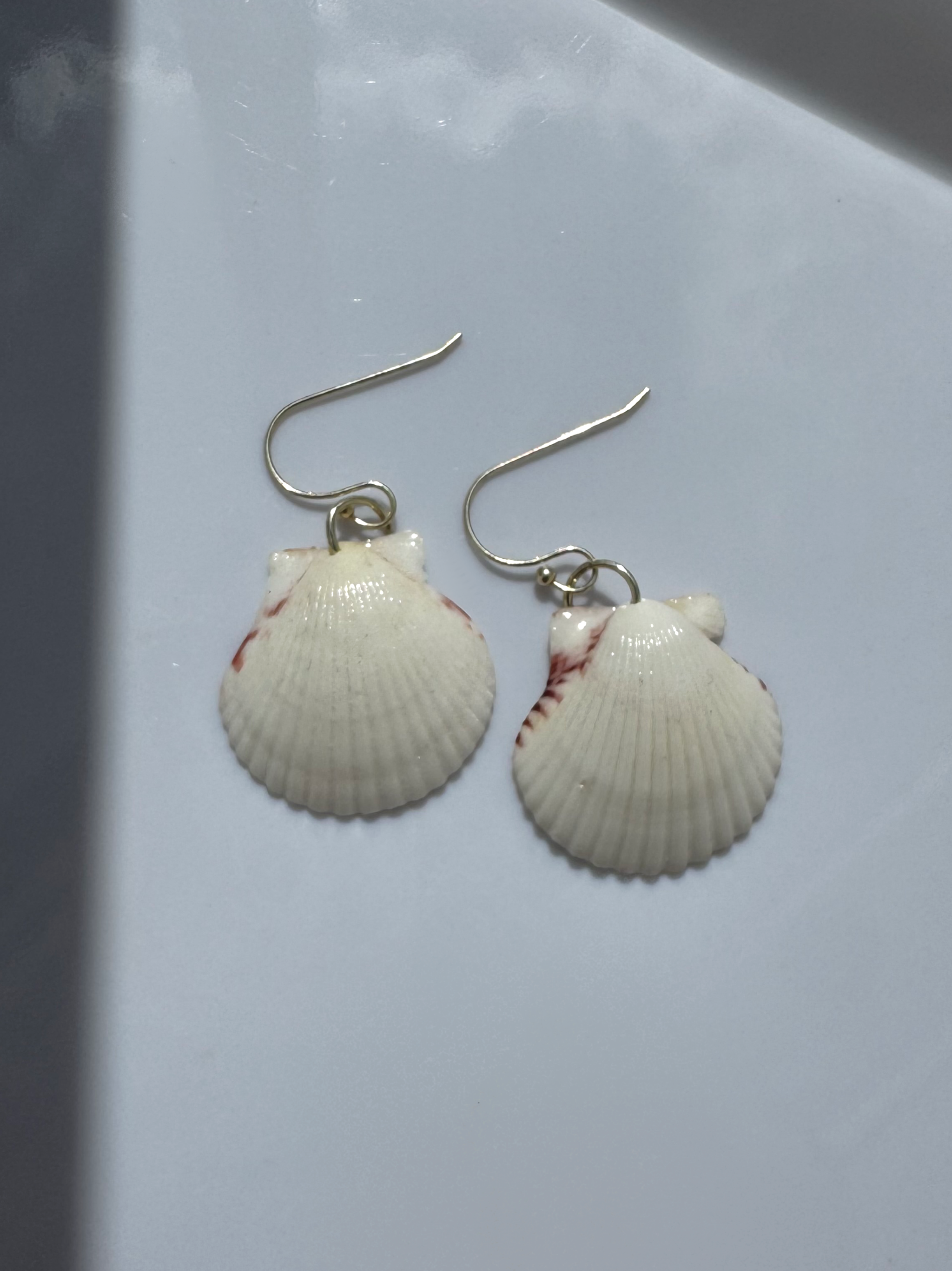 Gulf Scallop Shell Earrings