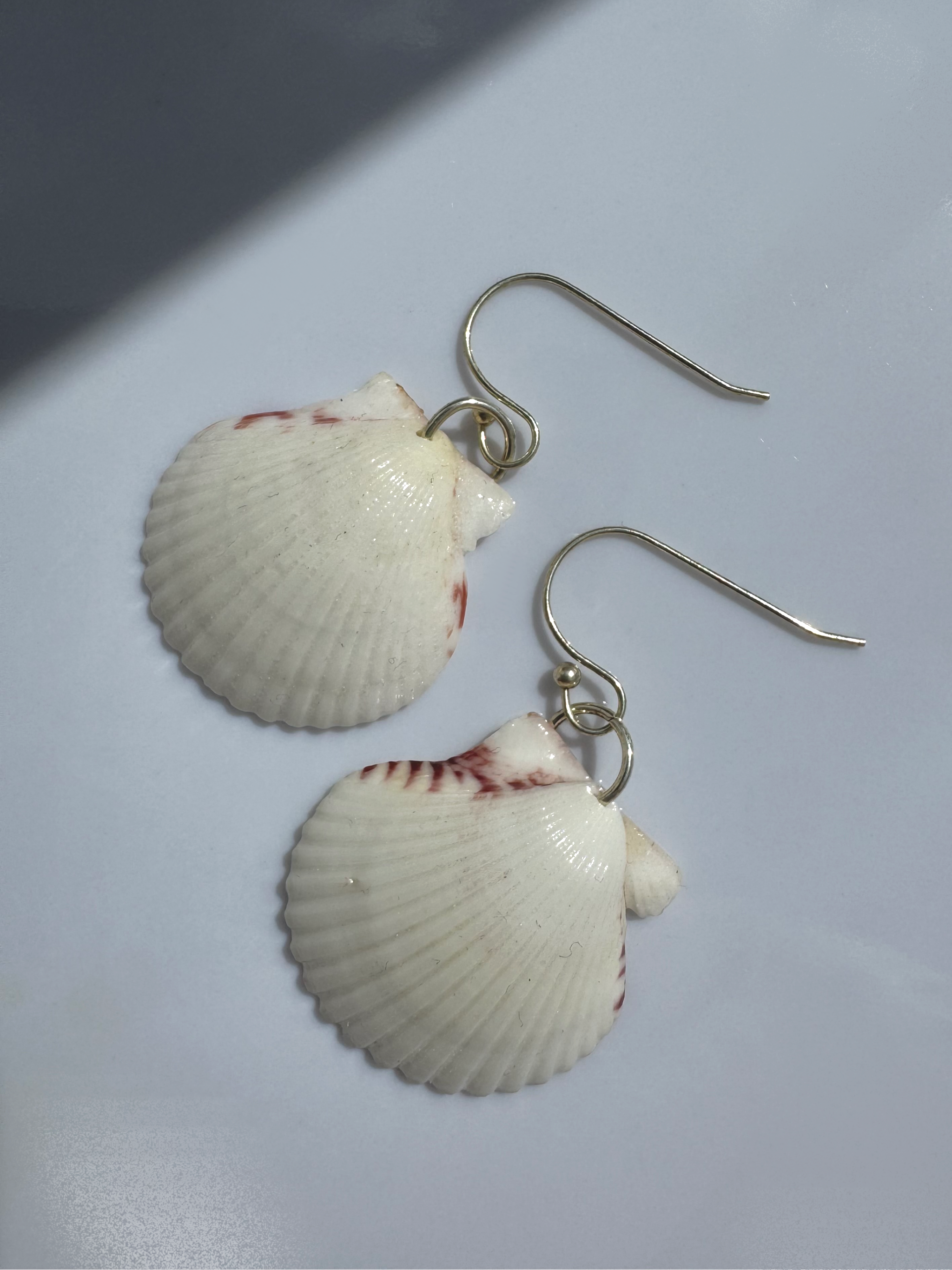 Gulf Scallop Shell Earrings