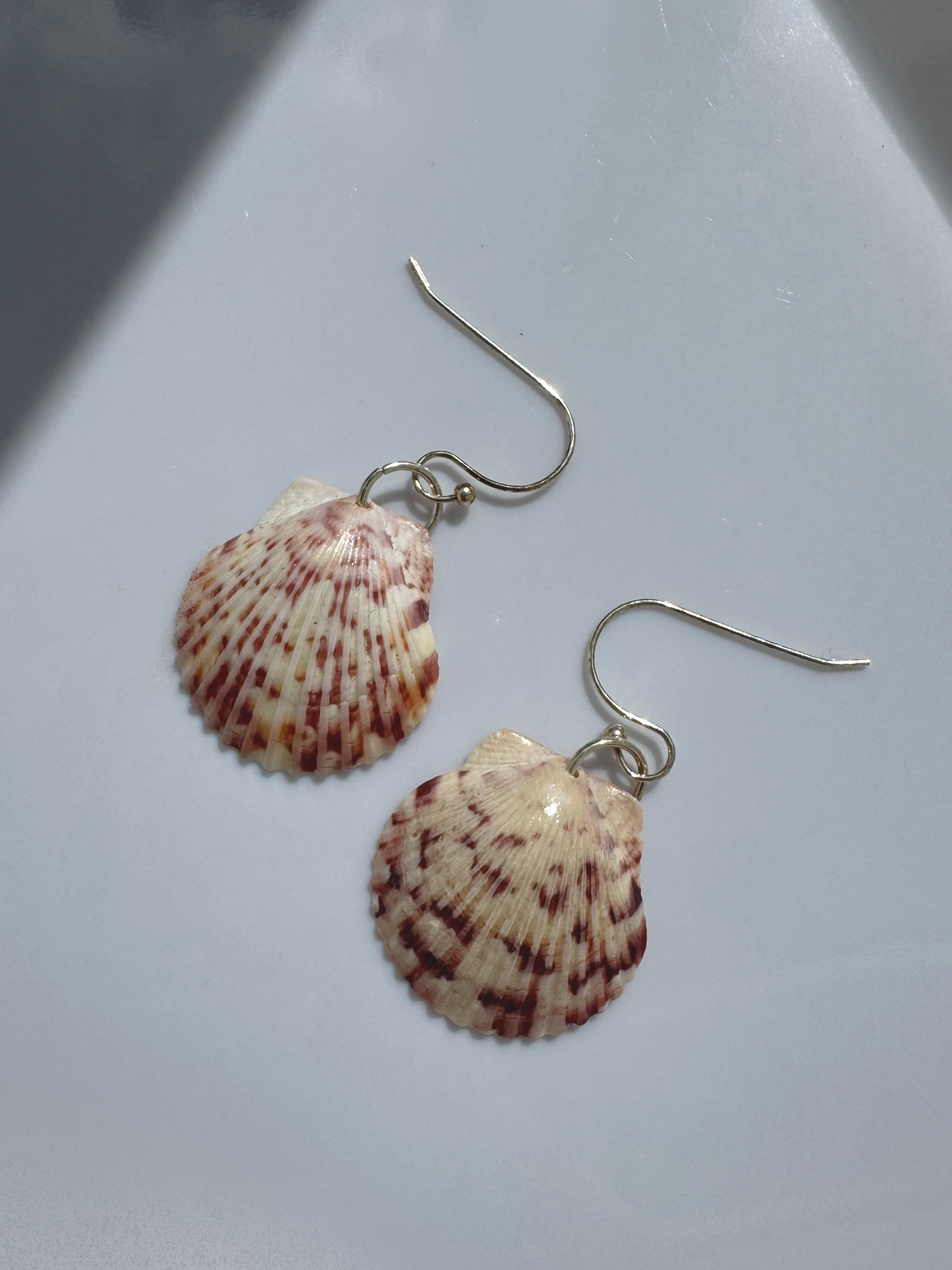 Gulf Scallop Shell Earrings