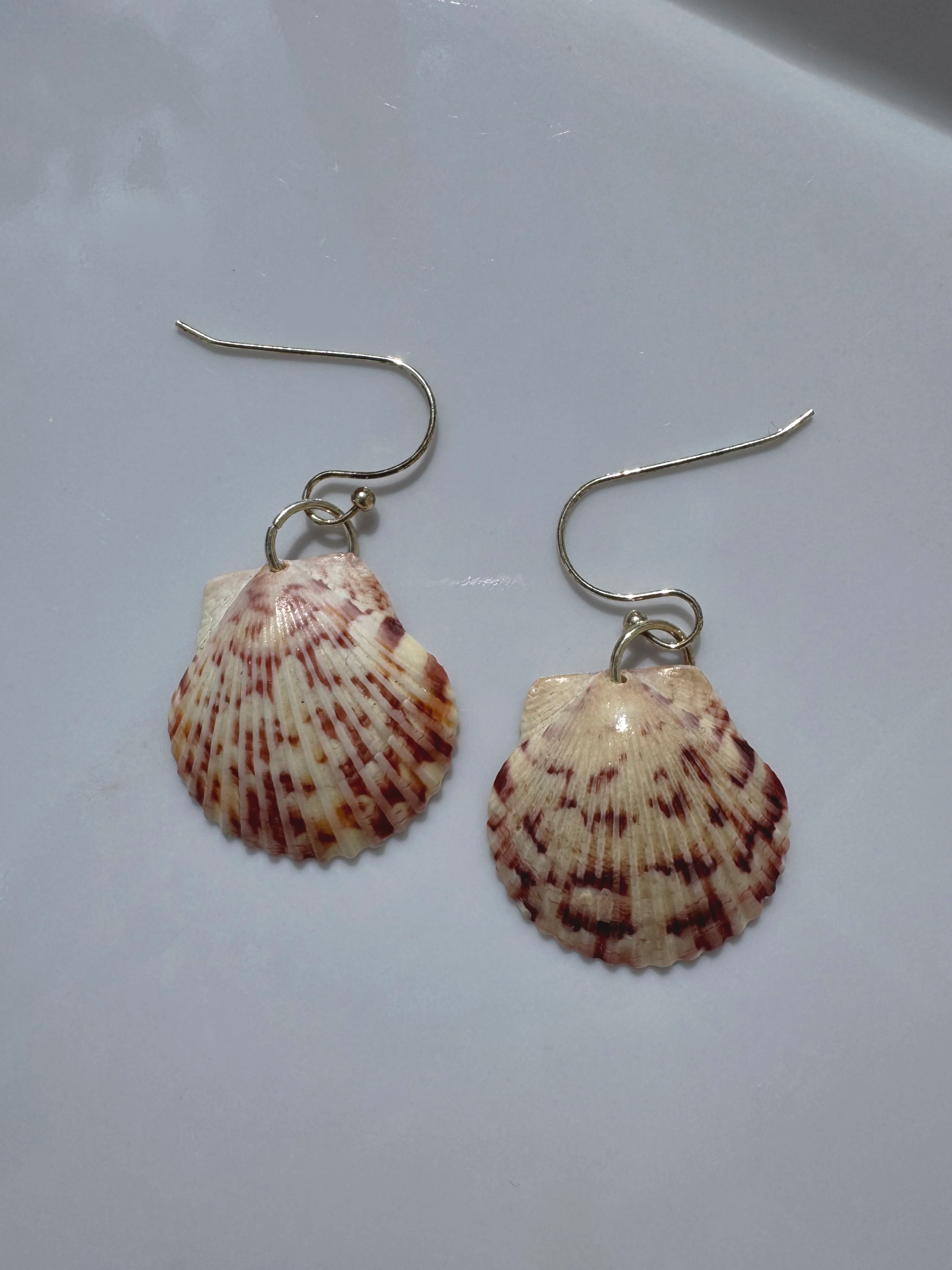 Gulf Scallop Shell Earrings